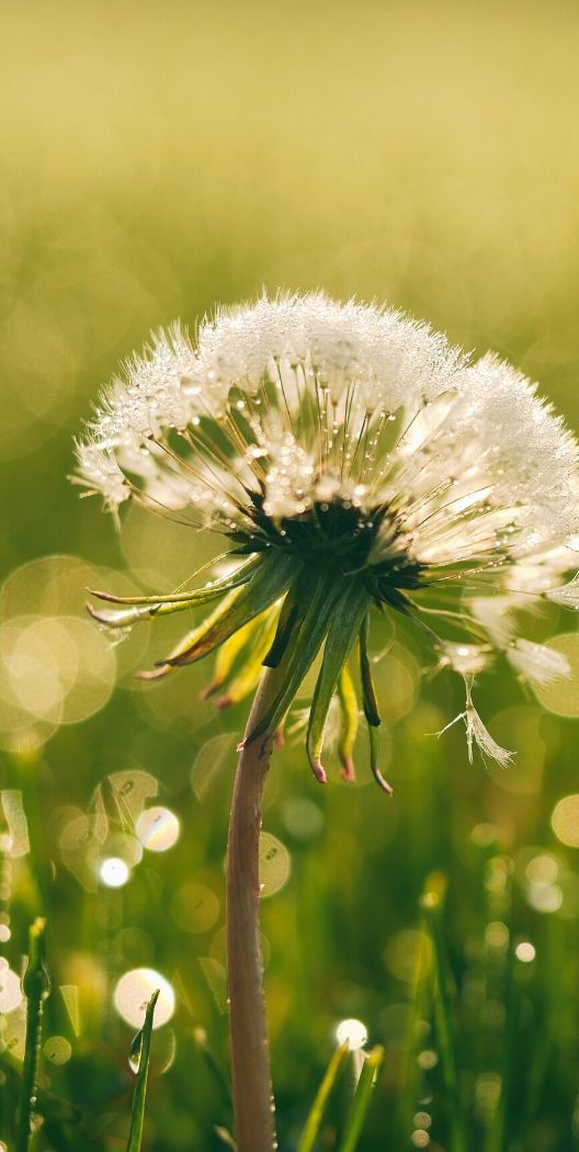 Dandelion - Rick Smith Axon